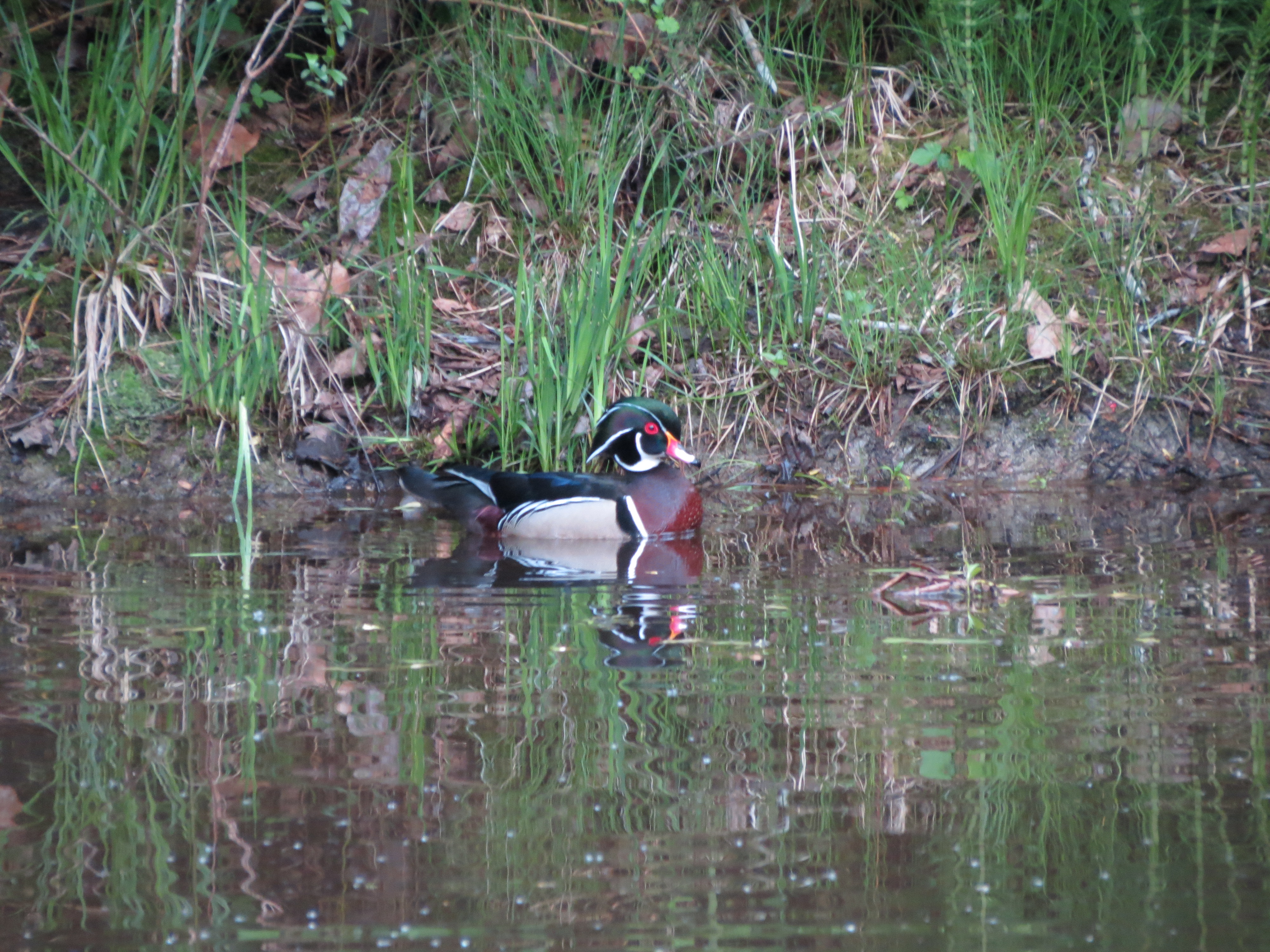 Wood Ducks